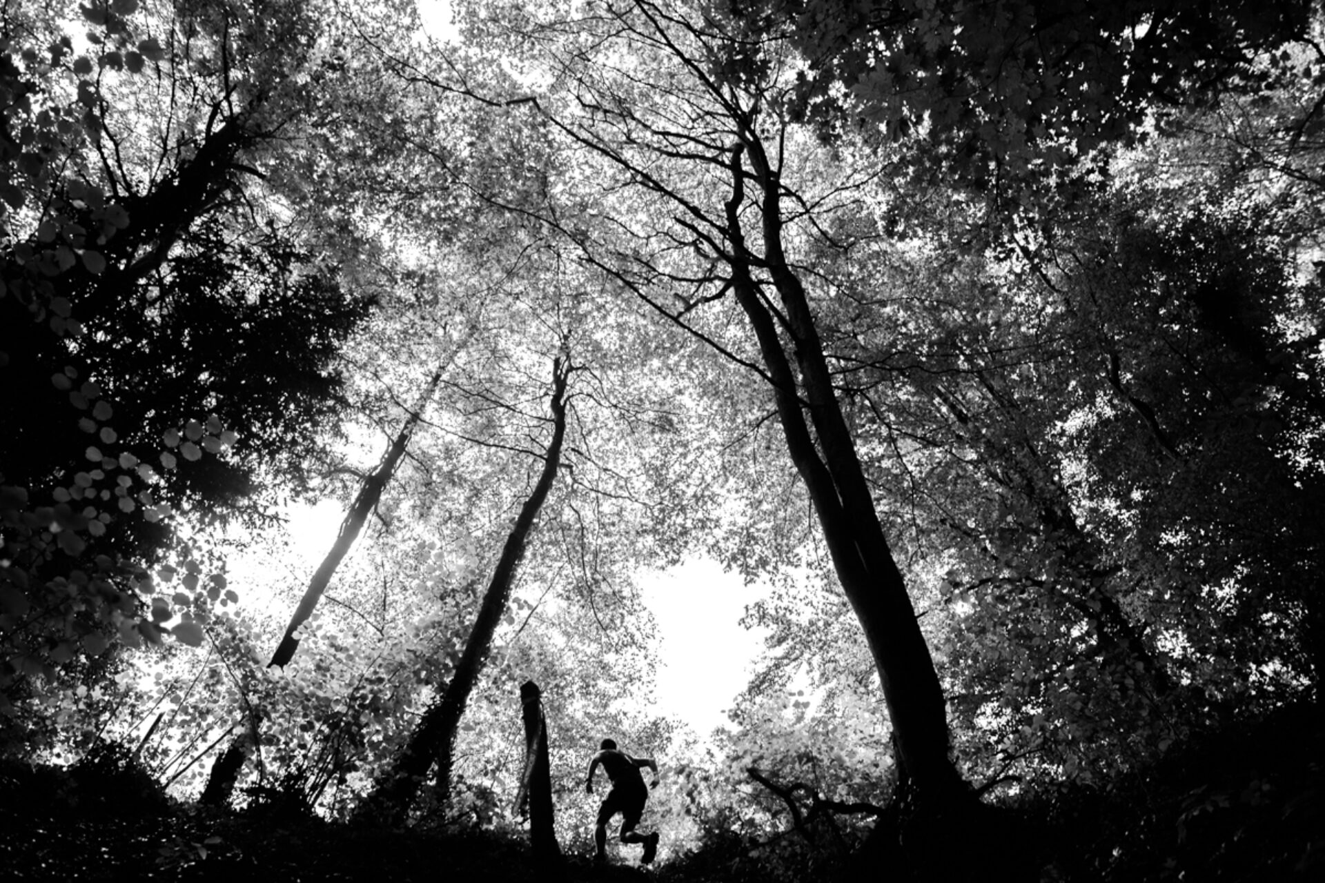 Forêt noire, photographie de Alexis Berg