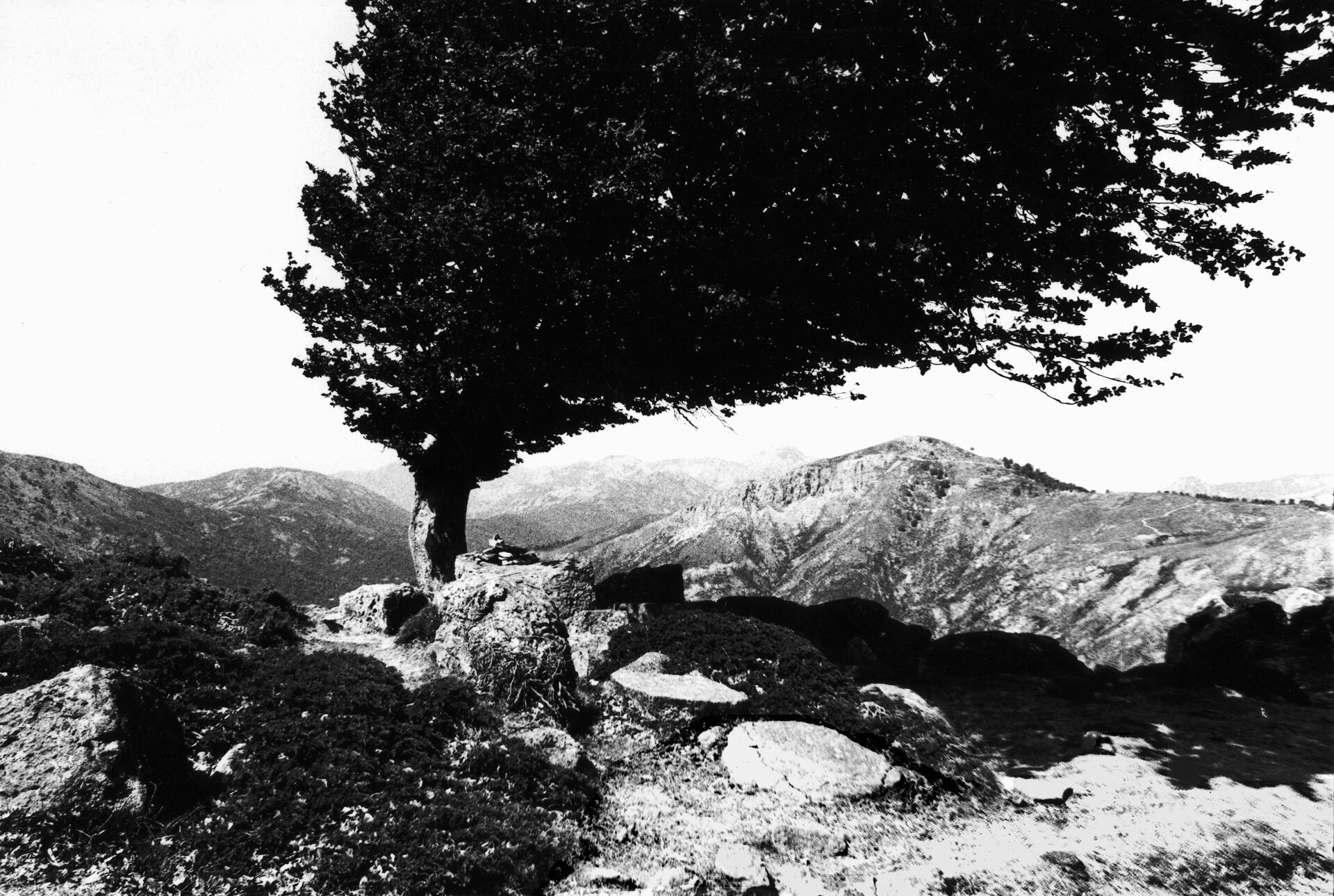 Arbre Flamme, photographie de Sophie Mabille