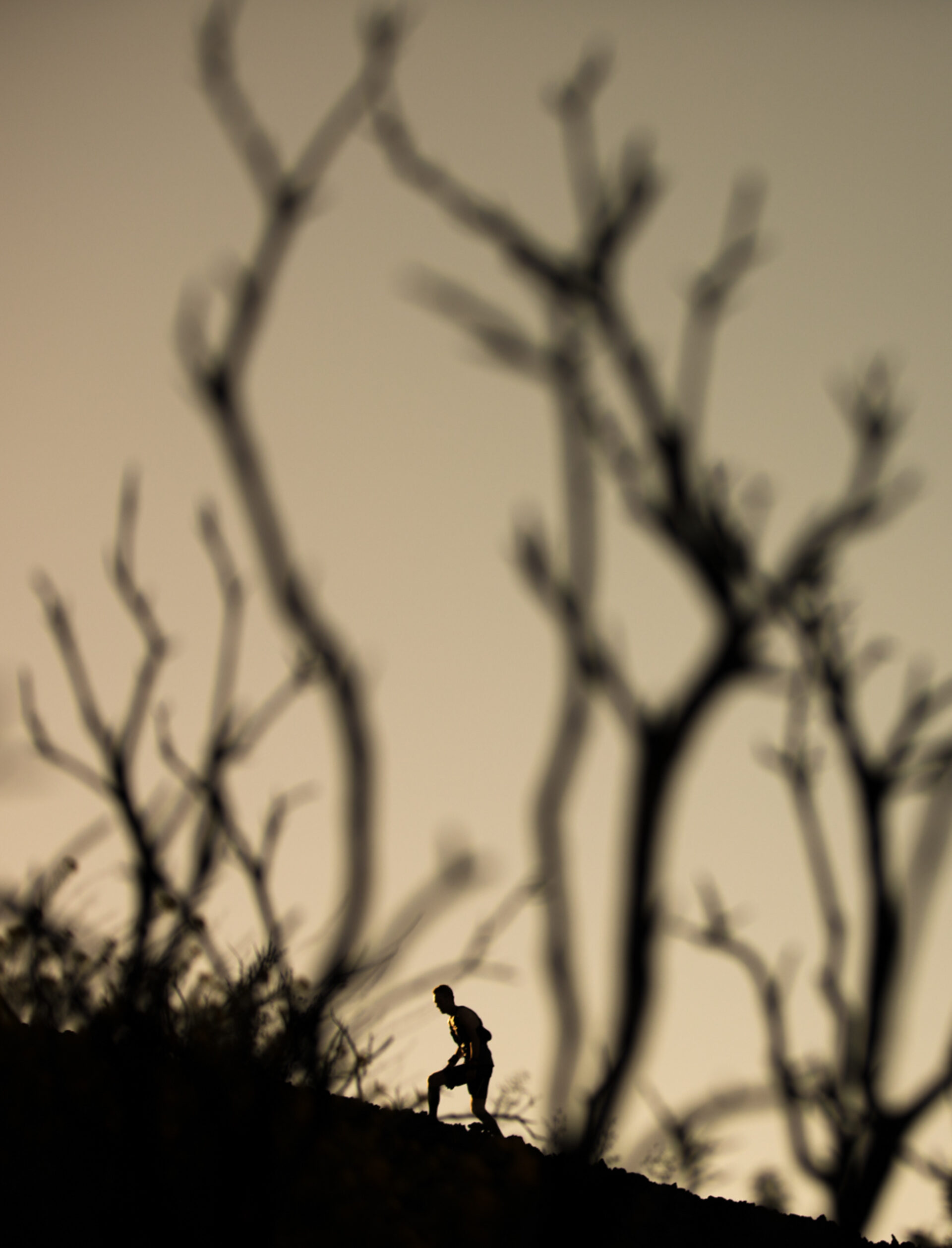 Branches, photographie de Alexis Berg