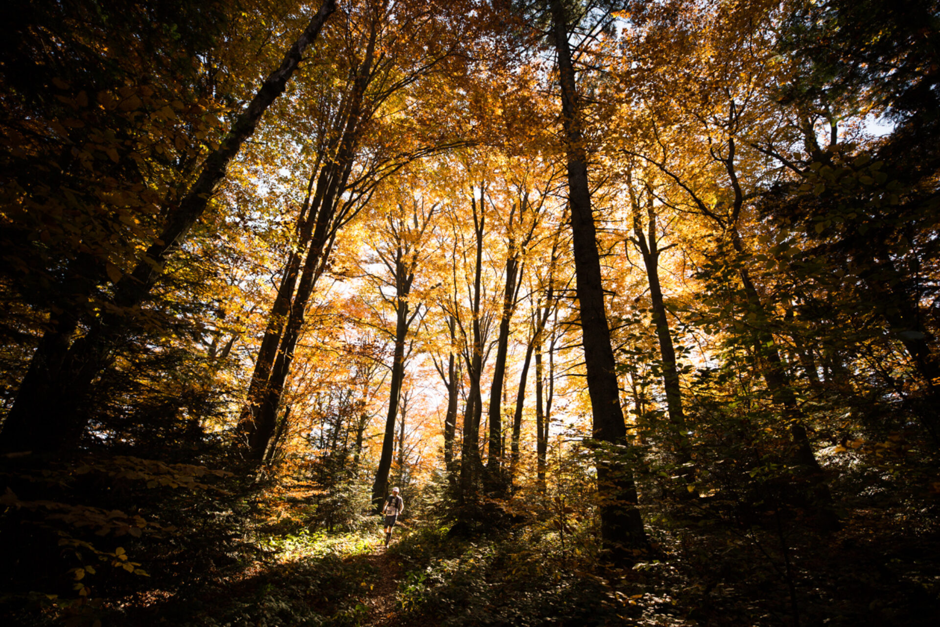 Forêt, photographie de Alexis Berg