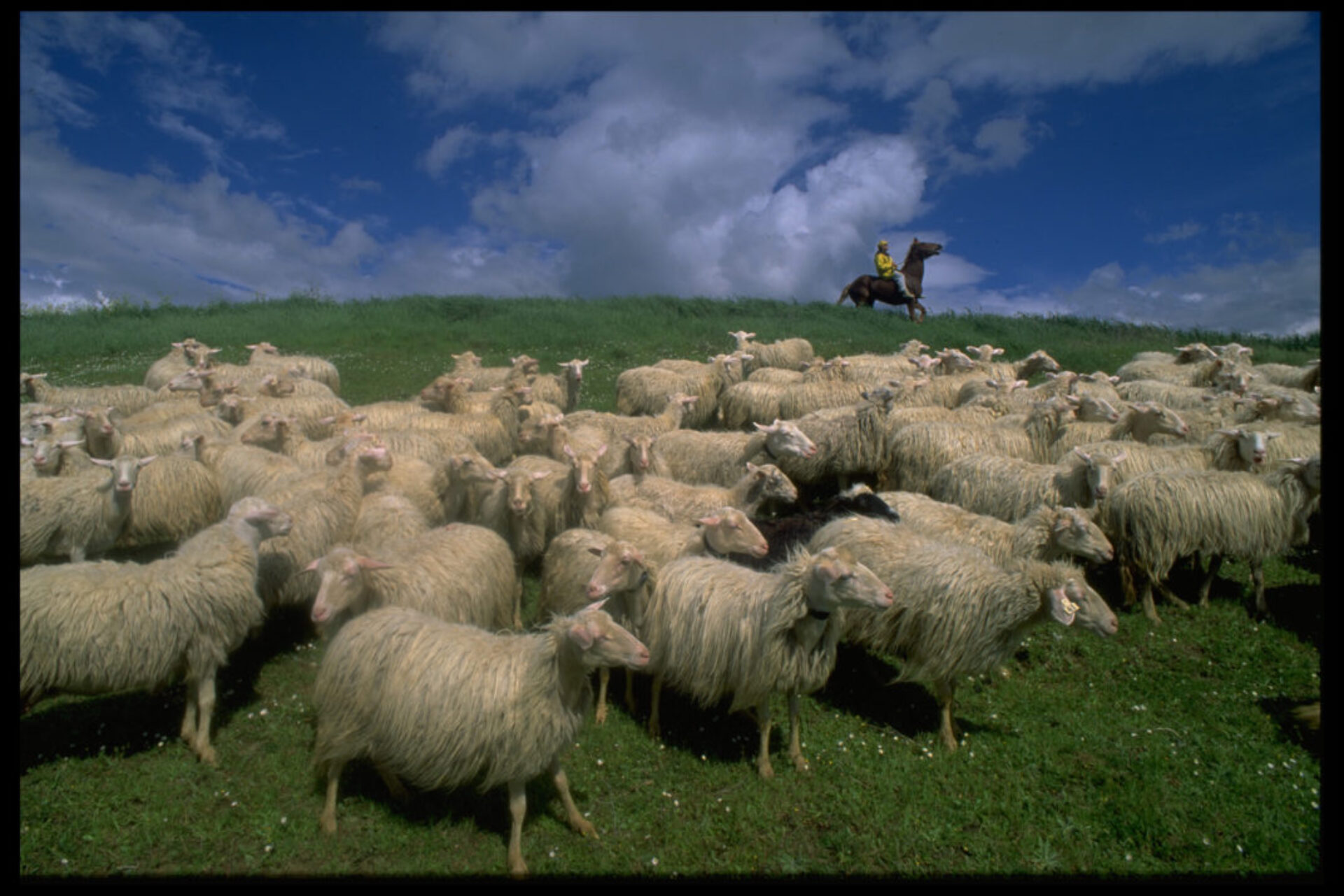 Palio (18), photographie de Gianni Giansanti